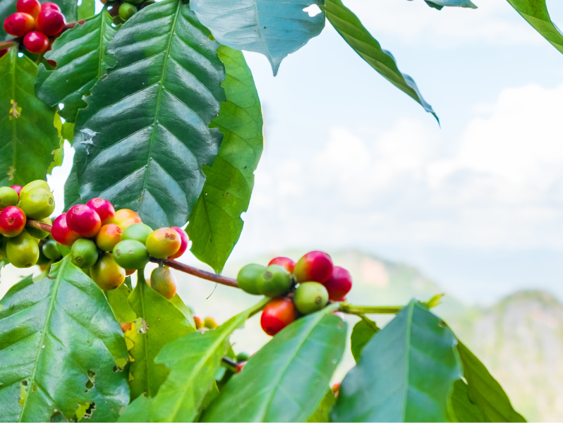 What Makes Bun Coffee Truly Organic? Here’s How We Guarantee It