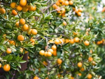 Coffee Tasting Notes - Fruit Tones