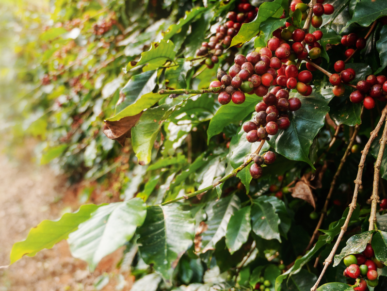 Certified Organic Coffee - why it's Good for You and the Environment