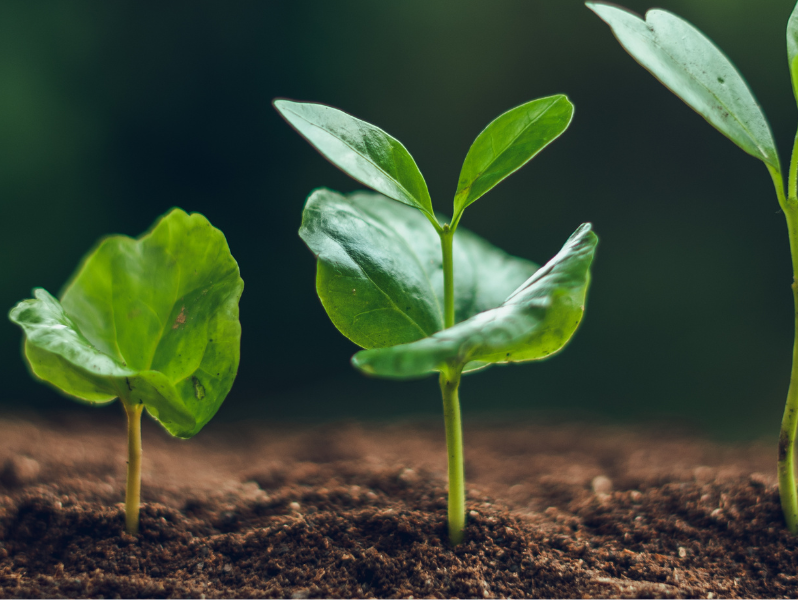 The Benefits of Choosing Rainforest Alliance Coffee: Bun Coffee’s Commitment to Ethical and Sustainable Practices