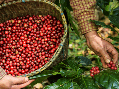 future of coffee beans cover image