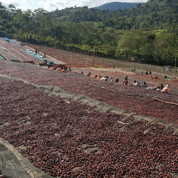 Ethiopia Djimma Organic