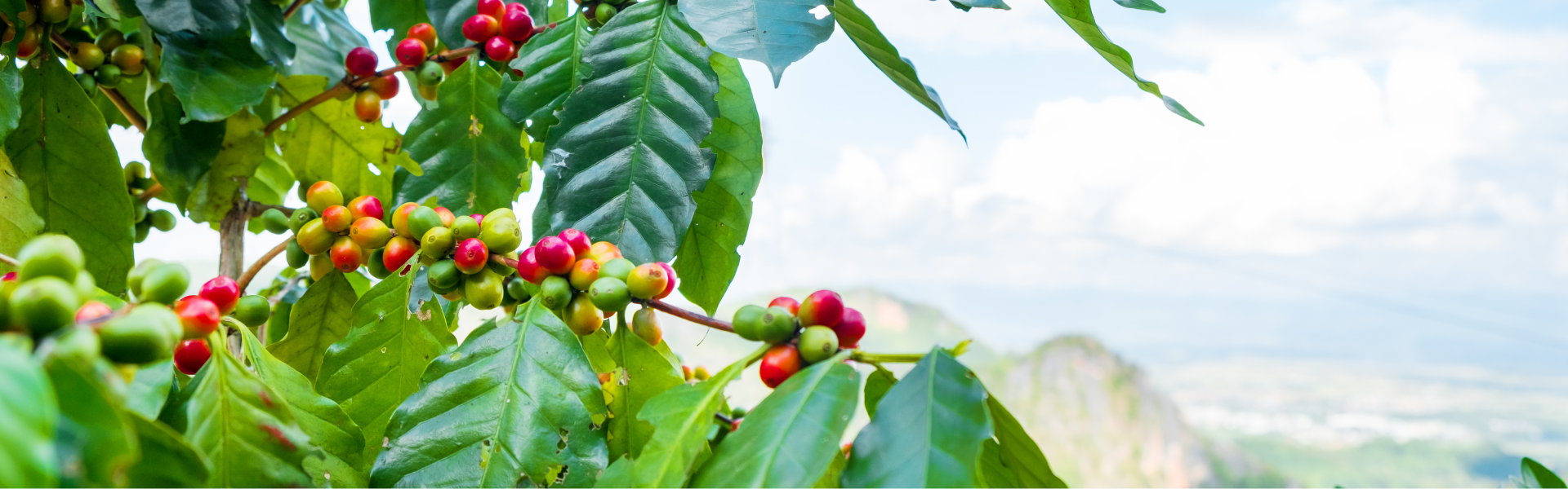 What Makes Bun Coffee Truly Organic? Here’s How We Guarantee It