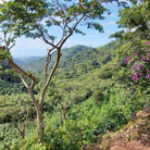 El Salvador Bella Vista Pacamara