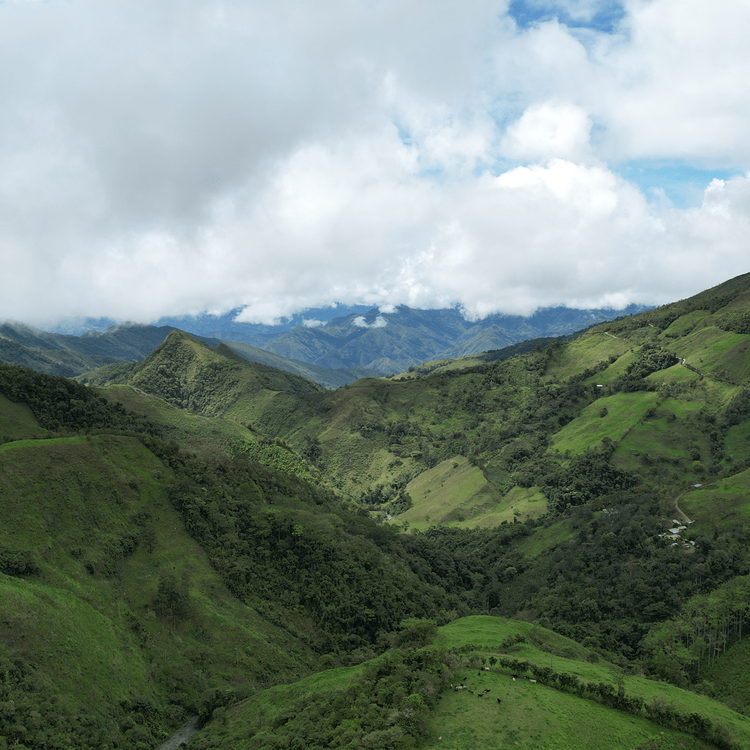 Ecuador - Finca Panama Microlot