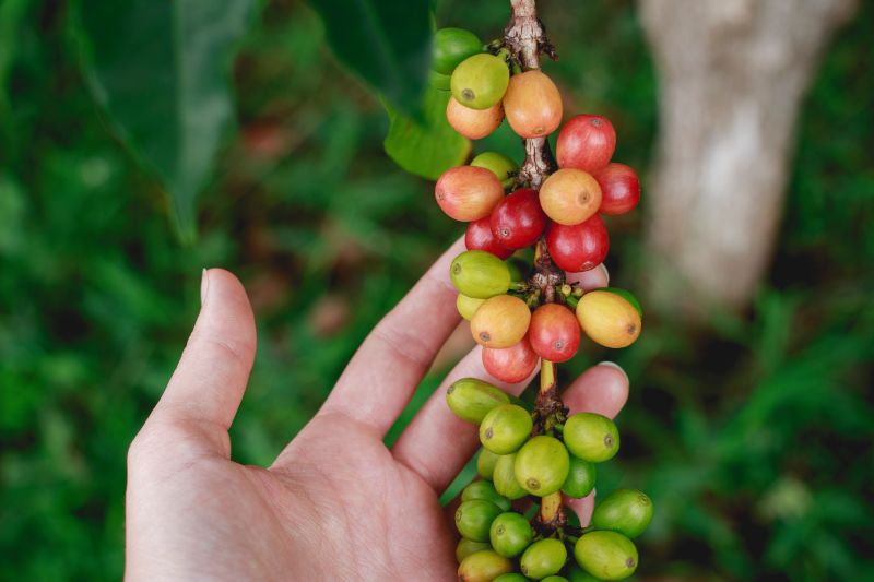 fresh coffee beans growing